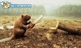 Больно смотреть на эти пеньки Больно смотреть на эти пеньки