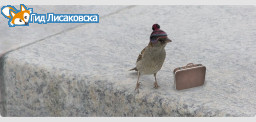На птичьих правах На птичьих правах