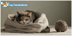 Привезли как кота в мешке и уехали Привезли как кота в мешке и уехали