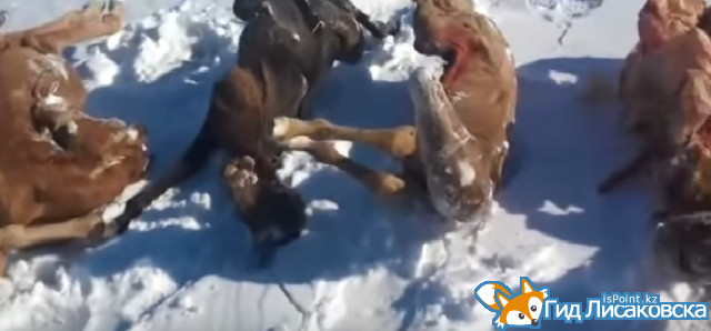 В Костанайской области по неизвестным причинам гибнут жеребята