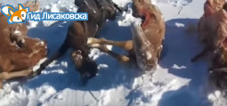 В Костанайской области по неизвестным причинам гибнут жеребята