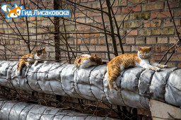 В Лисаковске стартовал отопительный сезон В Лисаковске стартовал отопительный сезон