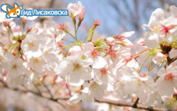 Как в Казахстане будут отдыхать на майские праздники Как в Казахстане будут отдыхать на майские праздники