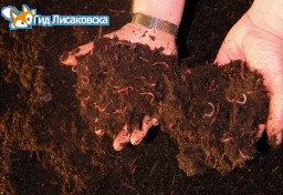 Сенаторам рассказали о червях - защитниках Лисаковска Сенаторам рассказали о червях - защитниках Лисаковска
