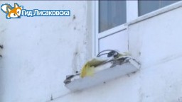 Обошлось без жертв Обошлось без жертв