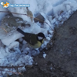 О погоде в Лисаковске на понедельник 20 марта О погоде в Лисаковске на понедельник 20 марта