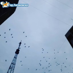 О погоде в Лисаковске 19 октября О погоде в Лисаковске 19 октября
