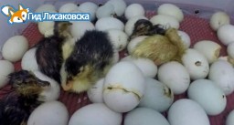 Житель Лисаковска попытался вывезти из России утиные яйца Житель Лисаковска попытался вывезти из России утиные яйца