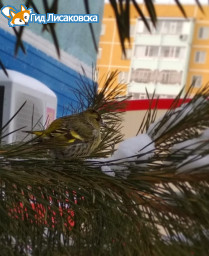 О погоде в Лисаковске 9 января О погоде в Лисаковске 9 января