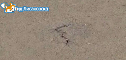 В Лисаковске новый тротуар по улице Труда вызвал жалобы на качество асфальтового покрытия В Лисаковске новый тротуар по улице Труда вызвал жалобы на качество асфальтового покрытия