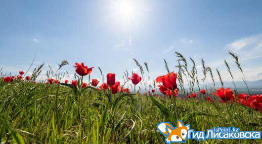 11 дней отдохнут казахстанцы в мае