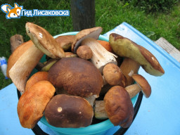 В Казахстане запрещено торговать на рынках грибами в любом виде, соленьями-вареньями и пирожками В Казахстане запрещено торговать на рынках грибами в любом виде, соленьями-вареньями и пирожками