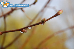 Ненастной обещает быть погода в Лисаковске 23 апреля Ненастной обещает быть погода в Лисаковске 23 апреля
