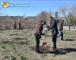 В Лисаковске прошла посадка деревьев