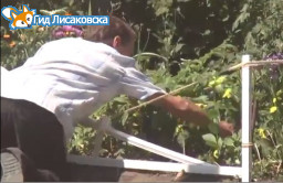 Романтически настроенный лисаковчанин