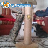 КогтеТОЧКА_кошачья!